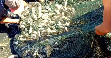 قرية البشندى بالوادى الجديد تستعد لحصاد باكورة إنتاج أول مزرعة حكومية للأسماك