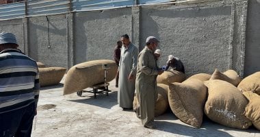 طويل التيلة.. إقبال المزارعين على توريد القطن بشون الدقهلية.. فيديو