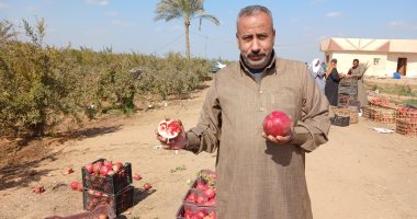 فاكهة الجنة تزين مزارع الشرقية.. انطلاق حصاد محصول الرمان فى 250 فدانا بالظهير الصحراوى.. إجمالى المساحة المنزرعة بالمحافظة 650 فدانا من الأشجار المعمرة.. ويصدر للدول الأوروبية والعربية.. صور