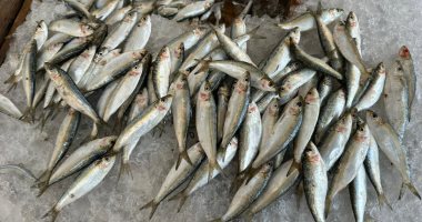 السردين ظهر فجأة.. إقبال كبير على سوق السمك الحضاري ببورسعيد.. فيديو