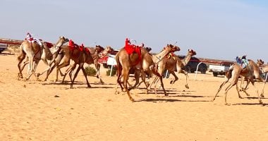 انطلاق بطولة جديدة لسباقات الهجن في العلمين.. فيديو