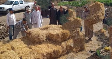 "زراعة الشرقية": مدرسة حقلية للنهوض بمحصول الأرز بمركزى الإبراهيمية وههيا