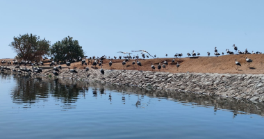 كيف أصبحت بحيرات شرم الشيخ صديقة للطيور ومقصد سياحي عالمى؟.. صور