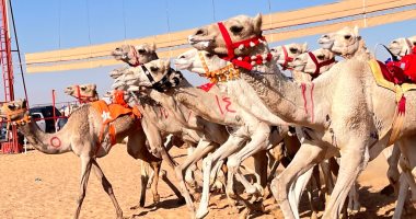 سباقات الهجن فى العلمين.. إحياء تراث عربى يمتد بجذوره عبر التاريخ.. فيديو