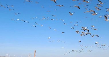 أسراب الطيور المهاجرة تصل شواطئ البحر الأحمر متجهة لأفريقيا.. الجزر البحرية ومناطق الجنوب الأكثر استقبالا.. توقف توربينات الرياح لمرورها شمال المحافظة.. ورصد دورى من رجال المحميات لمعرفة أنواعها وأعدادها.. صور