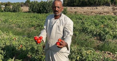 بدء حصاد العروة الجديدة والدقهلية تساهم بـ20 ألف فدان من محصول الطماطم.. فيديو