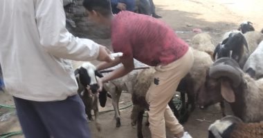 "بداية" تقدم 2946 خدمة بيطرية في قرى المنيا ضمن قوافل علاجية مجانية