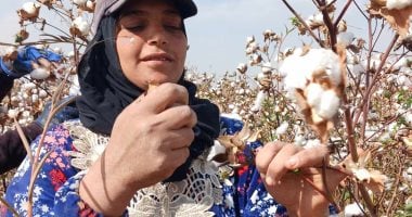 زراعة الشرقية: جنى 43273 فدان من محصول الذهب الأبيض