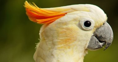 غلباوى بنص لسان.. 5 أنواع ببغاوات ممكن تصاحبها وتعلمها الكلام