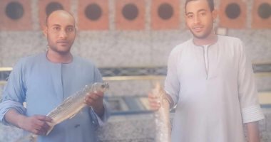 أشهرها كلب البحر والراية.. "شحات" 30 عاما فى مجال بيع الفسيخ بقنا.. صور