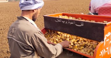 موسم الخير.. بدء زراعة البطاطس الشتوية بالقليوبية باستخدام "الستارة"