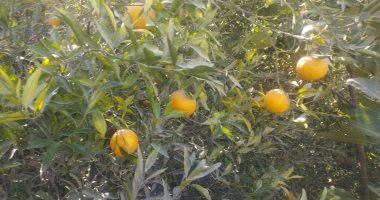 الشجر محمل بالخير.. شاهد محصول اليوسيفى فى موسم الحصاد بالمنيا