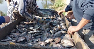 انطلاق موسم حصاد السمك البلطي بالمزارع السمكية المفتوحة بكلية الزراعة بمشتهر