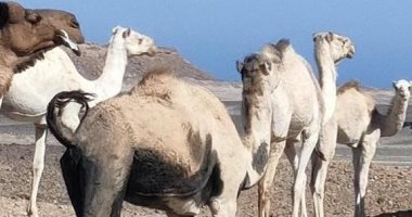 "وسم الجمال".. هوية ووسيلة للحفاظ على السلالات النادرة من الأبل فى الصحراء الشرقية.. تحافظ على التراث القبلى وتعتبر بسبور مرور لها فى الأودية الجبلية.. ولكل قبيلة علامة تميز ممتلكاتها من الجمال والمراعى.. صور أبل الصحراء الشرقية
