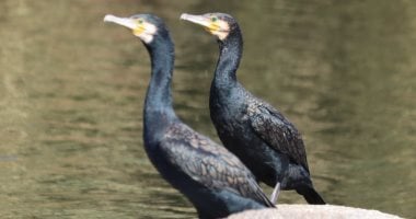 سياحة مراقبة الطيور المهاجرة تنتعش فى أسوان مع الشتاء.. تصوير أجمل وأغرب رحلات الطيور من العالم إلى مصر.. شباب يتجمعون من كل الأنحاء لتصوير الحياة البرية جنوب البلاد.. ويؤكدون: هدفنا إبراز جمال خلق الله (فيديو)