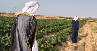مزارع سيناء