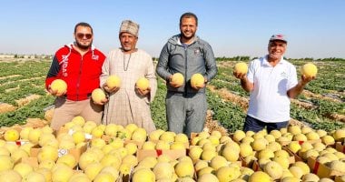 10 صور ترصد فرحة حصاد الباذنجان والفلفل والطماطم وفاكهة الشتاء بجبال الأقصر