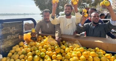 سمعت عن الليمون الشعيري؟.. قد البرتقالة والكيلو بـ10 جنيهات بقنا.. فيديو