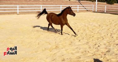 الخيل معقود بنواصيها الخير.. لقطات بديعة لجمال الخيل العربي الأصيل شهادة نسب للخيل العربى الأصيل تربية الخيل