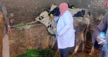 تحصين أكثر من 4 آلاف رأس ماشية بالمجان فى الدقهلية