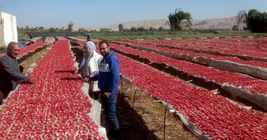 مناشر تجفيف الطماطم بالأقصر تشهد بداية مبشرة للموسم الجديد قبل تصديره للخارج.. صور