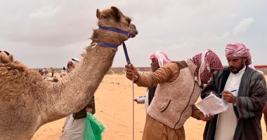 مشاهد مثيرة في أول سباق هجن بمدينة العلمين عام 2025.. فيديو