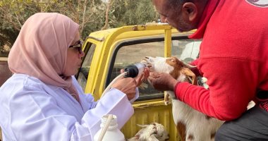 تحصين 168 ألف رأس ماشية ضد أمراض الحمى القلاعية والوادى المتصدع بالجيزة