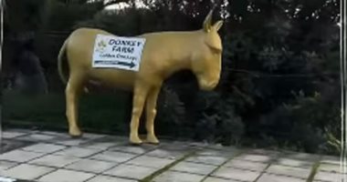 لبن الحمار أغلى المنتجات فى قبرص.. كيف أصبح هذا الحيوان رمزا للجزيرة؟