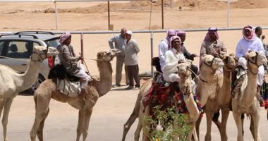 شرم الشيخ تحتفل بالذكرى الخامسة لافتتاح ميدان سباقات الهجن.. مهرجان يجمع الهجانة من مصر والعالم العربى.. عروض تراثية على ظهور الإبل ومعروضات من إنتاج بدو سيناء.. استقبال السائحين وعشاق التراث للاستمتاع