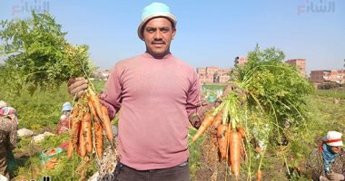 "الذهب الأصفر".. انطلاق موسم حصاد الجزر بغيطان الشرقية واليابانى أفضل الأنواع للتناول طازجا موسم حصاد الجزر