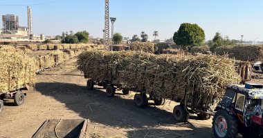 "يا أبواللبايش يا قصب".. إشارة البدء لانطلاق موسم القصب بقنا من مصنع سكر قوص