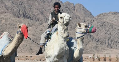مضمار سباقات الهجن فى شرم الشيخ يستقبل المهرجان العربى للتراث غدا.. صور الهجانه بميدان السباقات