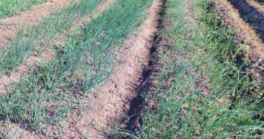 محصول البصل منور فى غيطان المنوفية.. صور