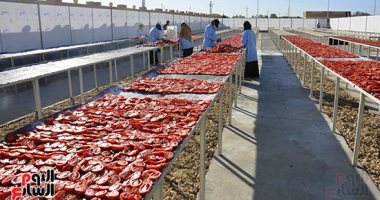 الطماطم المجففة.. بدء الحصاد والفرز والنشر في جبال غرب الأقصر المناشر تشهد بداية مبشرة للموسم الجديد