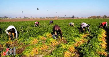 الذهب الأصفر زين الغيطان.. حصاد الجزر فى القليوبية حصاد الجزر بالقليوبية