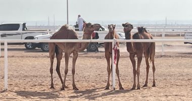 مهرجان شرم الشيخ للهجن والتراث..أصالة عربية تحت سماء مدينة السلام.. السياح يلتقطون الصور مع الإبل ويستمتعون بالفعاليات.. الروبوتات والراكب البشرى يجتمعان فى السباقات.. وقبائل سيناء تستقبل المشاركين بحفاوة.. صور