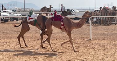 فعاليات مهرجان شرم الشيخ للهجن تحت سماء مدينة السلام