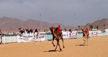 الهجن المصرية والأردنية تتنافس على جائزة السيارة ثانى أيام مهرجان شرم 