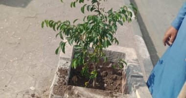 مبادرة "100مليون شجرة".. زراعة الأشجار بالطريق الدائرى بحى غرب أسيوط