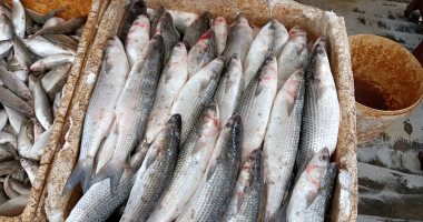 أسعار الأسماك اليوم الجمعة 17-1-2025 بالإسماعيلية.. البلطى يبدأ من 30جنيها
