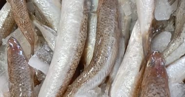 أسعار الاسماك اليوم الأربعاء 22-1-2025 بالإسكندرية.. المكرونة تبدأ من 100 جنيه