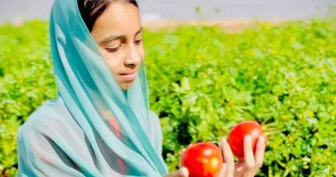 مزارع إسنا تحتفى بموسم الطماطم.. "سيشن" للأطفال بالزى الفلاحى وسط الحقول والأراضى.. مهرجان الفرحة مع المزارعين بجبال الغرب.. وكيل الزراعة: زرعنا 12 ألف  فدان طماطم ولدينا 10 مناشر لتجفيفها وتجهيزها للتصدير 