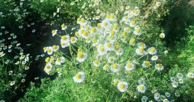 من بنى سويف إلى أوروبا.. "شيح البابونج" يدخل فى صناعة الأدوية.. صور