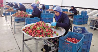 الفراولة من مزارع القليوبية للعالمية.. إقبال كبير من المحيط الأوروبى والخليج العربى وأسواق أمريكا وكندا فى الطريق.. تجهيز منتج يليق باسم مصر.. ورحلة التصدير تنطلق بعد مرحلة التجميد.. صور ورش تجهيز محصول الفراولة