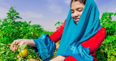 بهجة المحصول تزين الغيطان.. فعاليات مهرجان الطماطم بالأقصر مهرجان الطماطم