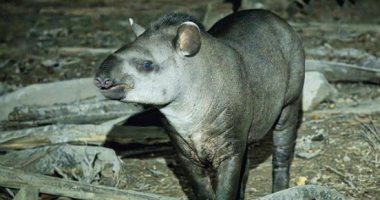 بعد 100 عام من اختفائه.. ظهور أكبر حيوان فى أمريكا اللاتينية مرة أخرى