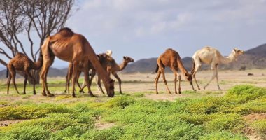 شتاء جنوب البحر الأحمر حول الصحراء إلى جنات خضراء.. انتشار المراعى وسط الأودية يعيد  الحياة للجنوب.. مناظر العشب الأخضر تسر الناظرين فى حلايب وشلاتين.. وحفلات ابتهاجا بحلول الشتاء وموسم الأمطار.. صور