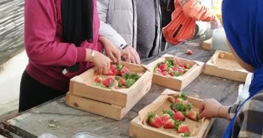 أميرة الفاكهة.. انطلاق حصاد الفراولة فى 50 فدانا بمزارع الصالحية الجديدة بالشرقية.. مدير الإنتاج الزراعى: الفدان ينتج 20 طنا.. تصدر المحصول لأوروبا والخليج.. وتوفر فرصة للأيدي العاملة خاصة الفتيات.. صور
