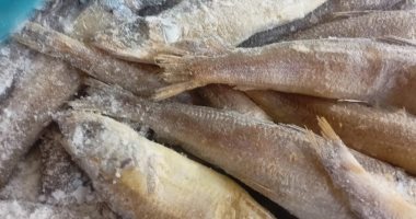 ضبط 27 طن أسماك مجهولة المصدر وغير صالحة للاستهلاك الآدمى فى الإسماعيلية  