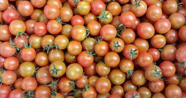 الطماطم الكرزية.. حصاد الطماطم الشيرى بمزارع الصالحية الجديدة بالشرقية.. محصول عليه إقبال للتصدير.. إنتاجية الصوبة الواحدة من 7 إلى 8 أطنان.. تساعد على خفض الكوليسترول والدهون بالجسم.. فيديو وصور
